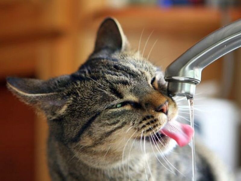 Tabby Cat Drinking Water — Gray