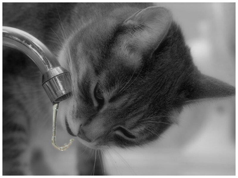 Tabby Cat Drinking Water