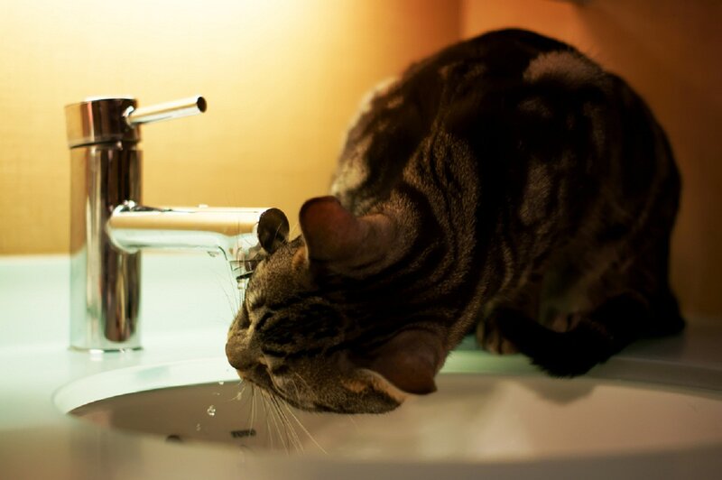 Tabby Cat Drinking Water — White