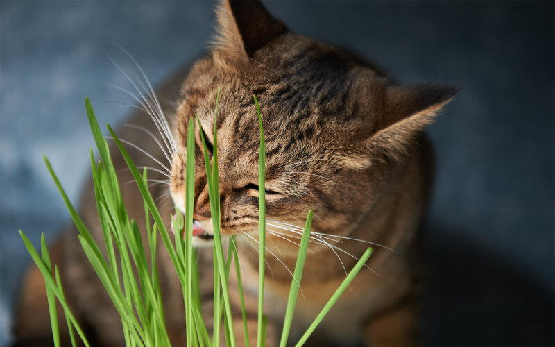 Tabby Cat Eating Grass