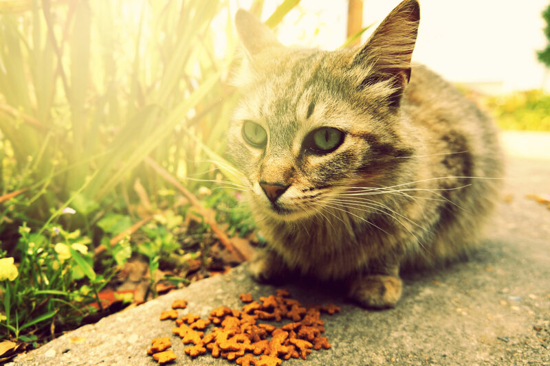 Tabby Cat Eating Kibble