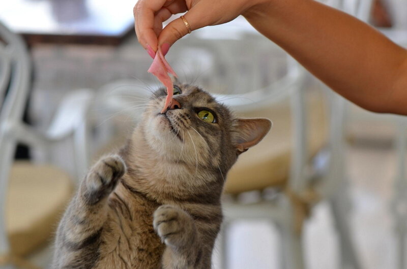 Tabby Cat Eating Meat