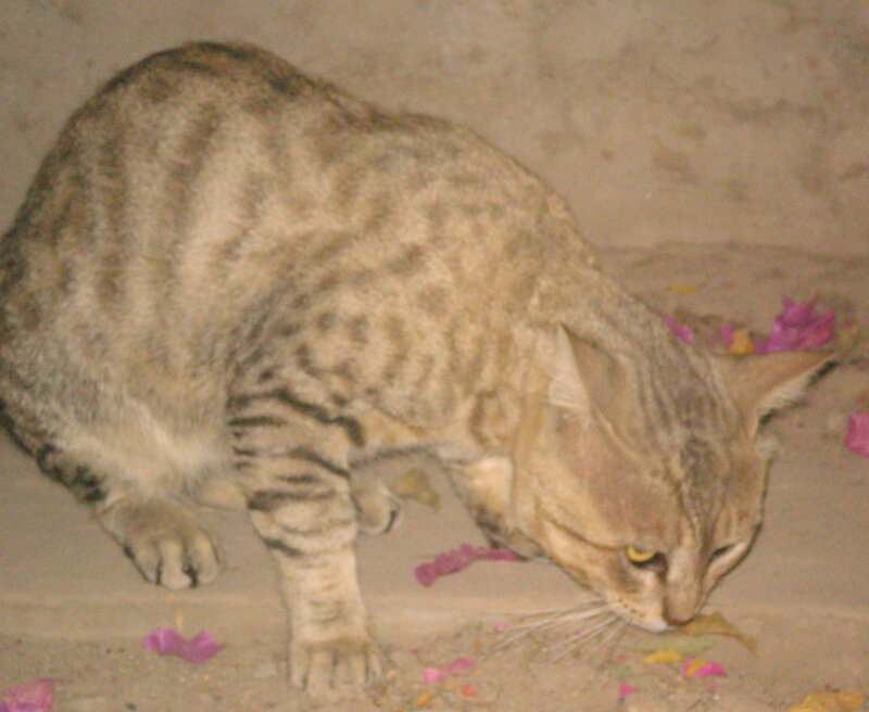 tabby cat eating on ground