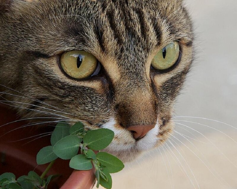 Tabby Cat Eating Plant
