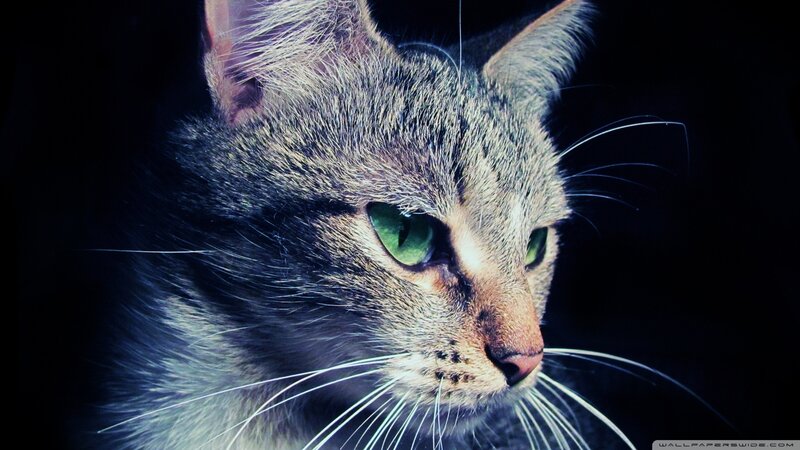 Tabby Cat Face — Black, Dramatic, Night, Photograph