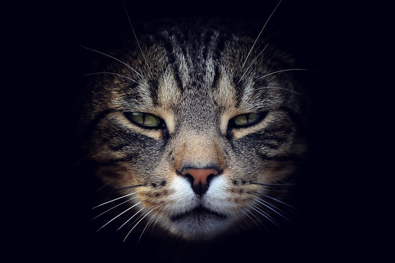 Tabby Cat Face — Black, Dramatic, Night