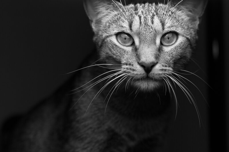 Tabby Cat Face — Black, Dramatic, Photograph