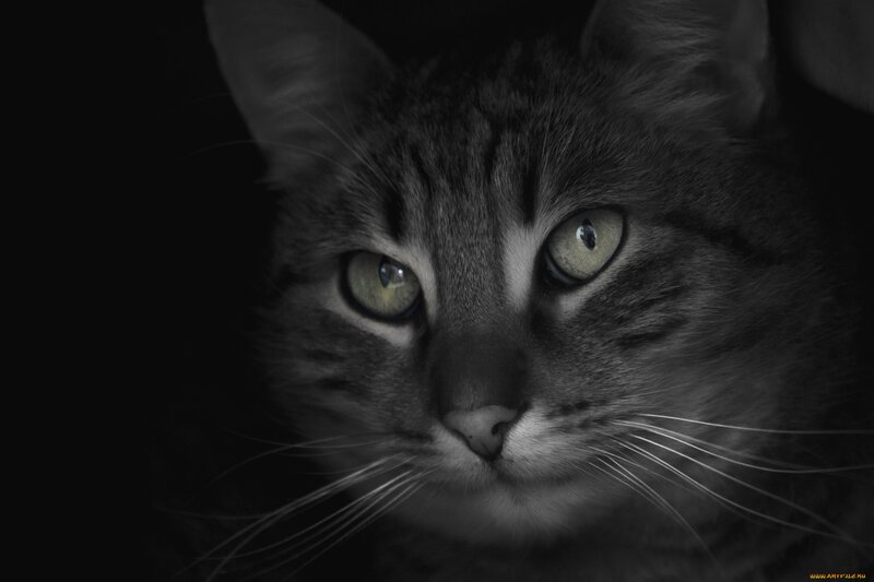 Tabby Cat Face — Black, Dramatic