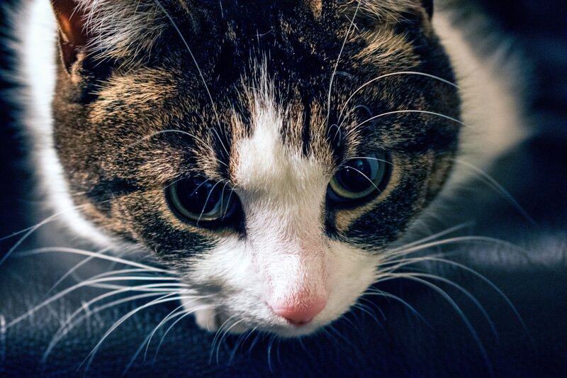 Tabby Cat Face — Black, Intense, Photograph