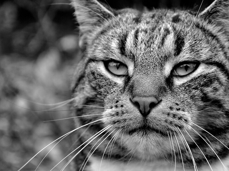 Tabby Cat Face — Black, Intense