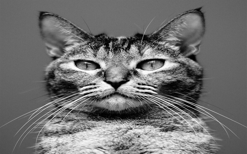 Tabby Cat Face — Black, Neutral