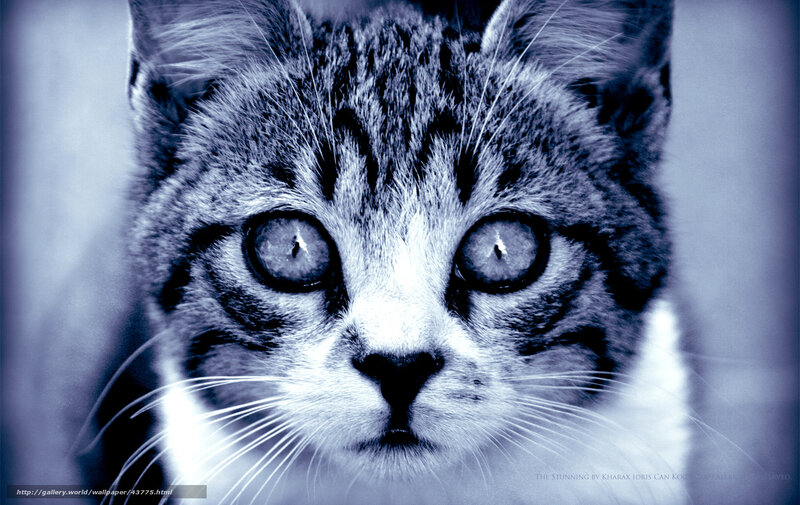 Tabby Cat Face — Blue, Intense