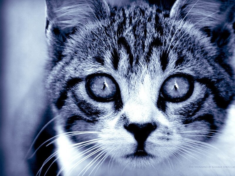 Tabby Cat Face — Blue