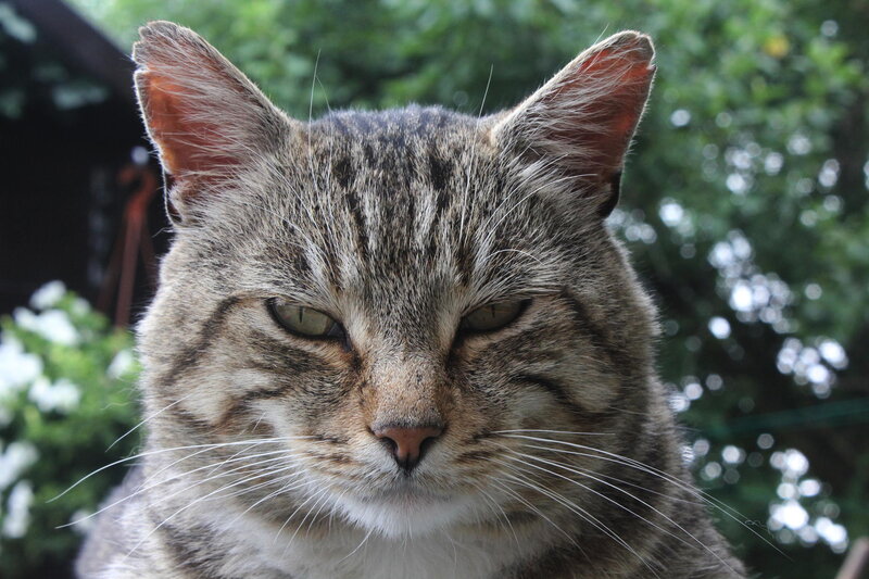 Tabby Cat Face — Brown, Calm, Afternoon, Photograph