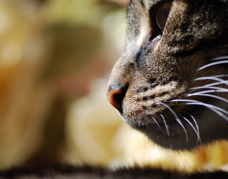 Tabby Cat Face — Brown, Calm, Afternoon