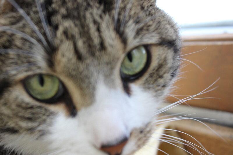 Tabby Cat Face — Brown, Calm, Morning
