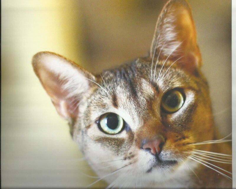 Tabby Cat Face — Brown, Calm, Photograph, Ears