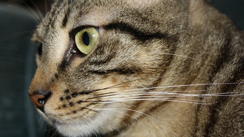 Tabby Cat Face — Brown, Calm, Photograph, Eye