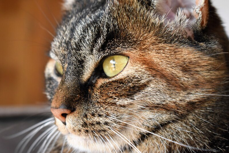 Tabby Cat Face — Brown, Calm, Photograph, Eye, Whiskers