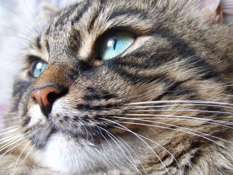 Tabby Cat Face — Brown, Calm, Photograph, Eyes, Whiskers, Fur