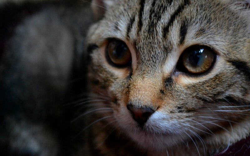 Tabby Cat Face — Brown, Calm, Photograph, Eyes, Whiskers, Nose, Black