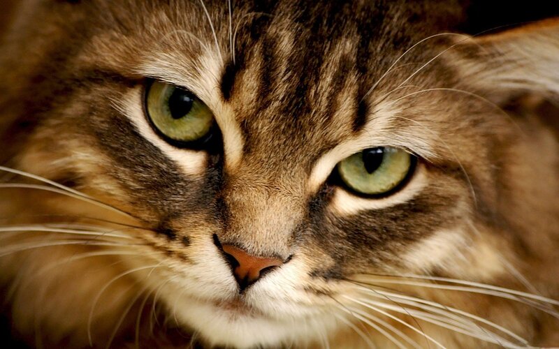 Tabby Cat Face — Brown, Calm, Photograph