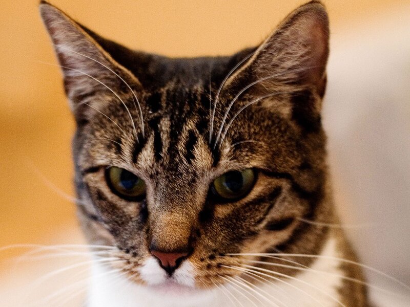 Tabby Cat Face — Brown, Calm, Photograph, Whiskers, Eyes, Ears, White