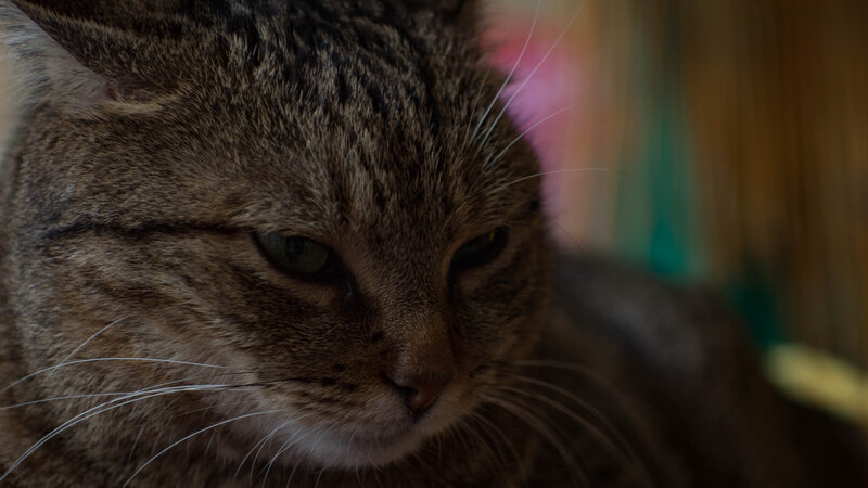 Tabby Cat Face — Brown, Calm, Photograph, Whiskers, Eyes, Fur