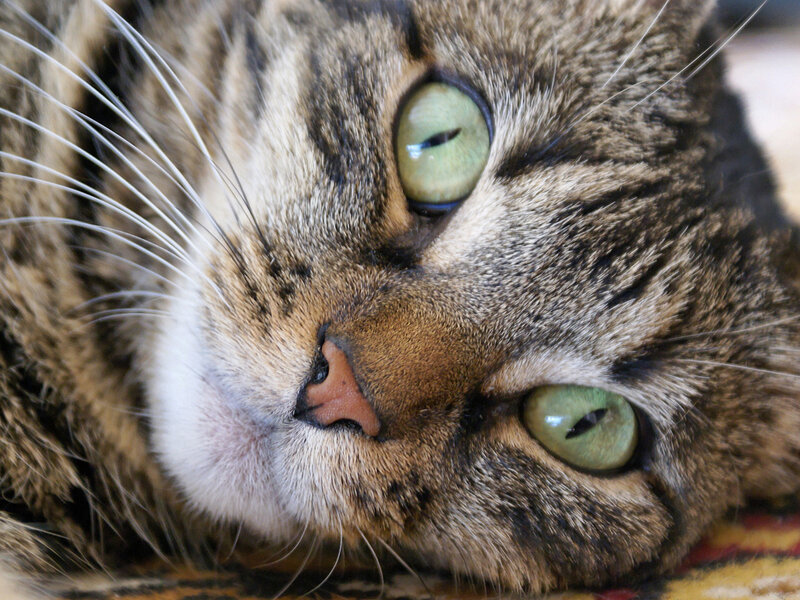 Tabby Cat Face — Brown, Calm, Photograph, Whiskers, Eyes, Nose, Green, White