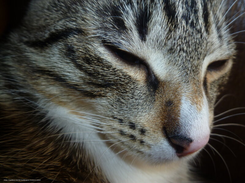 Tabby Cat Face — Brown, Calm, Photograph, Whiskers, Eyes, Nose