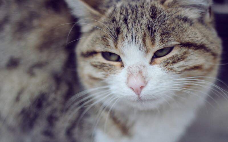 Tabby Cat Face — Brown, Calm, Photograph, Whiskers, Eyes, White, Gray