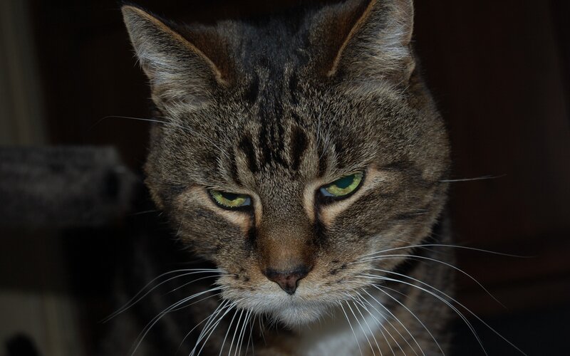 Tabby Cat Face — Brown, Calm, Photograph, Whiskers, Green Eyes, Cat Tree
