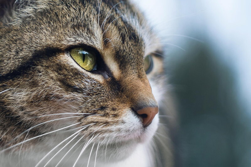 Tabby Cat Face — Brown, Calm, Photograph, Whiskers, Green Eyes