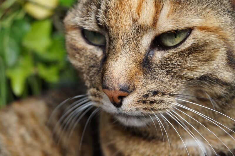 Tabby Cat Face — Brown, Calm, Photograph, Whiskers, Green Leaves