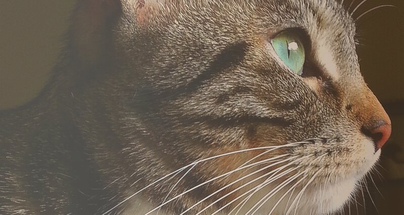 Tabby Cat Face — Brown, Calm, Photograph, Whiskers