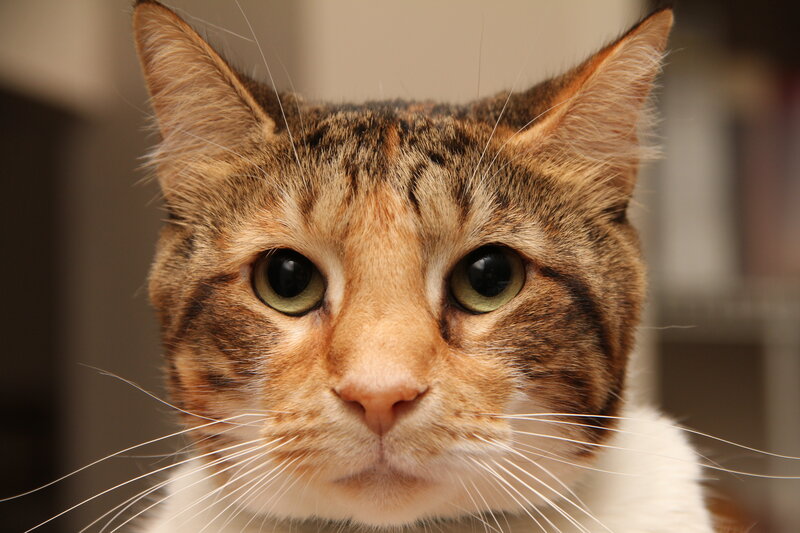 Tabby Cat Face — Brown, Calm