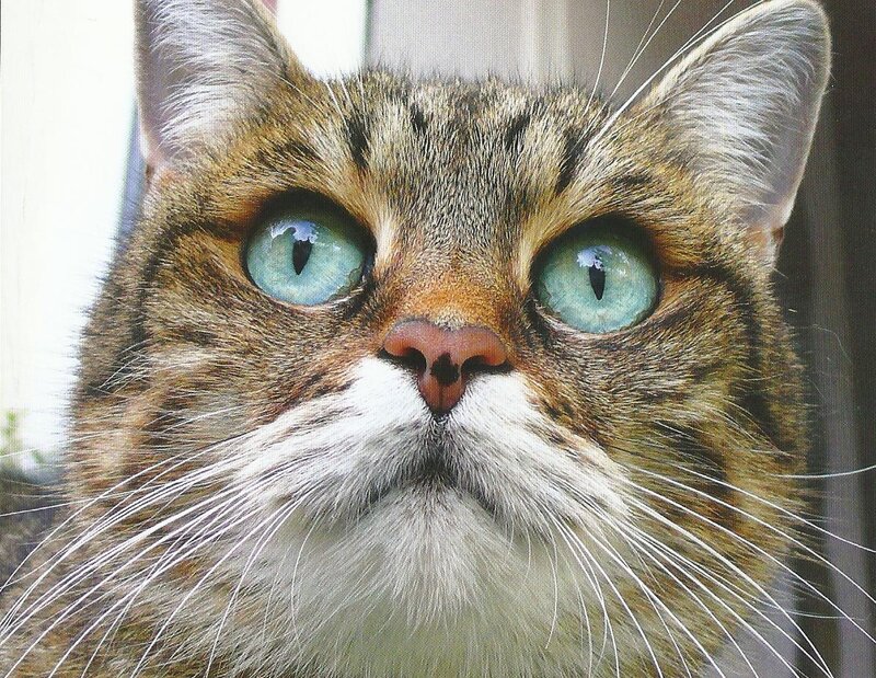Tabby Cat Face — Brown, Curious, Photograph, Eyes