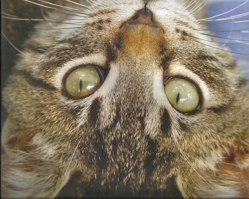 Tabby Cat Face — Brown, Curious, Photograph