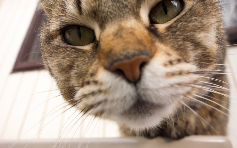 Tabby Cat Face — Brown, Curious, Photograph, Whiskers