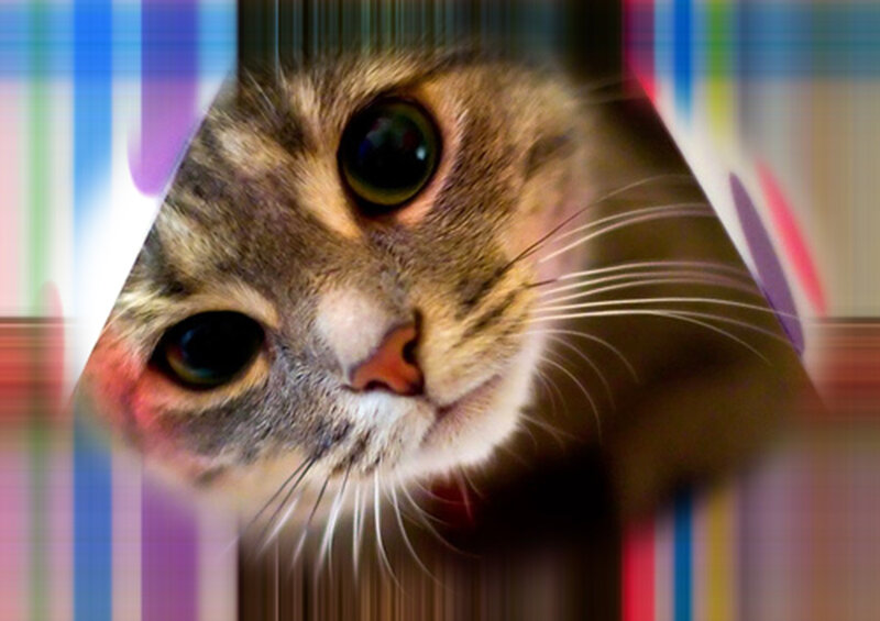 Tabby Cat Face — Brown, Curious