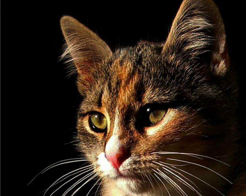 Tabby Cat Face — Brown, Dramatic, Photograph