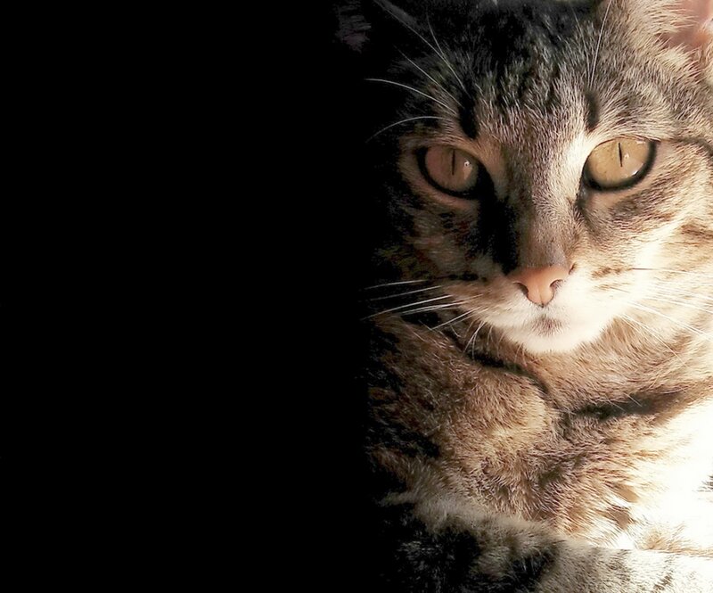 Tabby Cat Face — Brown, Dramatic