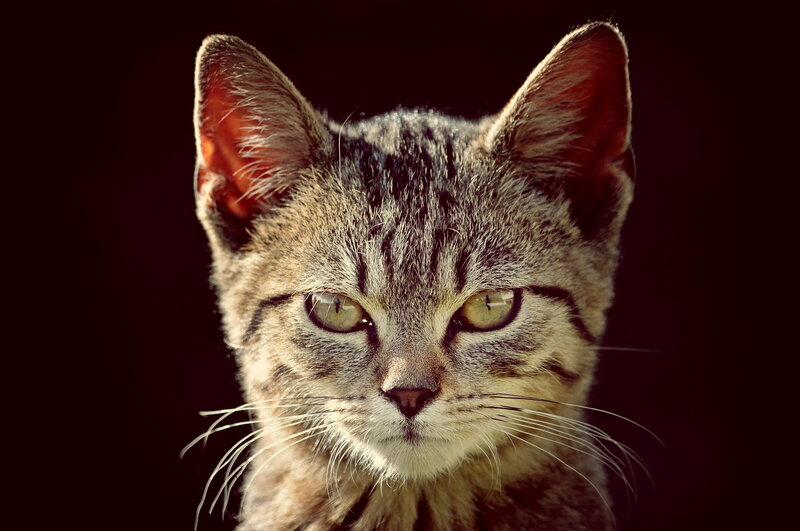 Tabby Cat Face — Brown, Intense, Photograph, Ears
