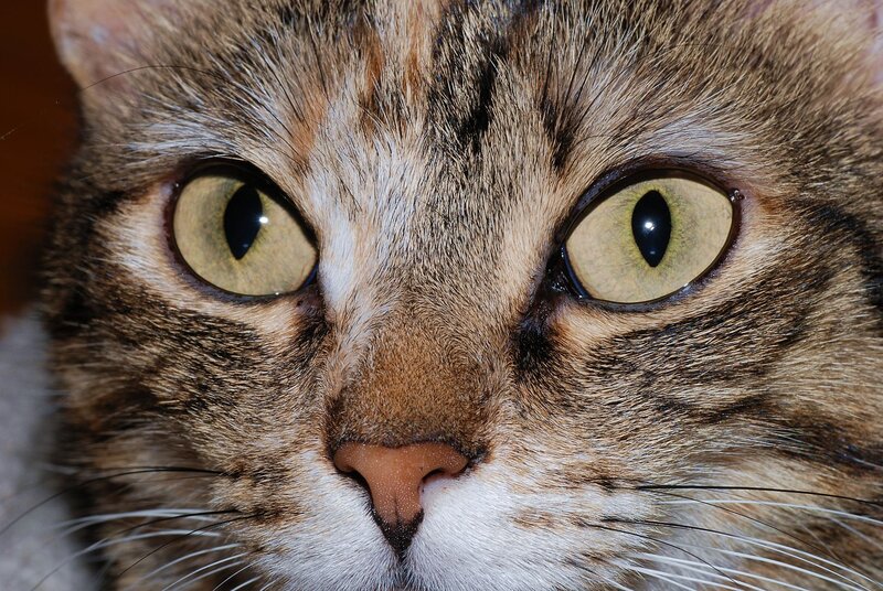 Tabby Cat Face — Brown, Intense, Photograph, Eyes, Nose