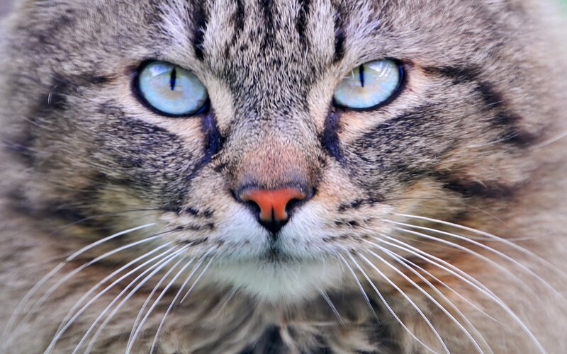 Tabby Cat Face — Brown, Intense, Photograph, Eyes
