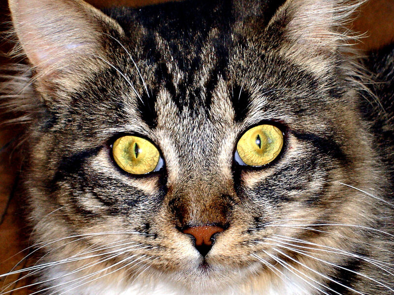 Tabby Cat Face — Brown, Intense, Photograph, Eyes, Whiskers, Fur, Black