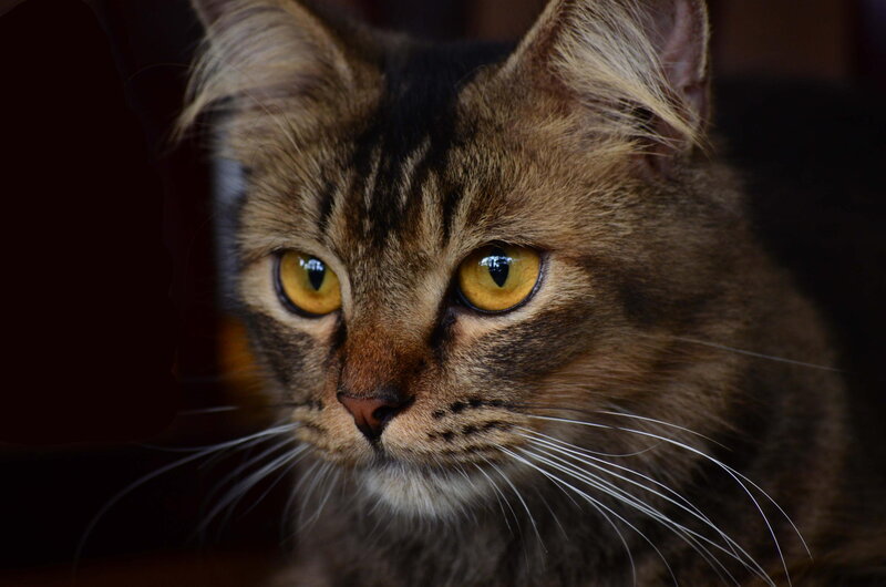 Tabby Cat Face — Brown, Intense, Photograph, Eyes, Whiskers, Fur