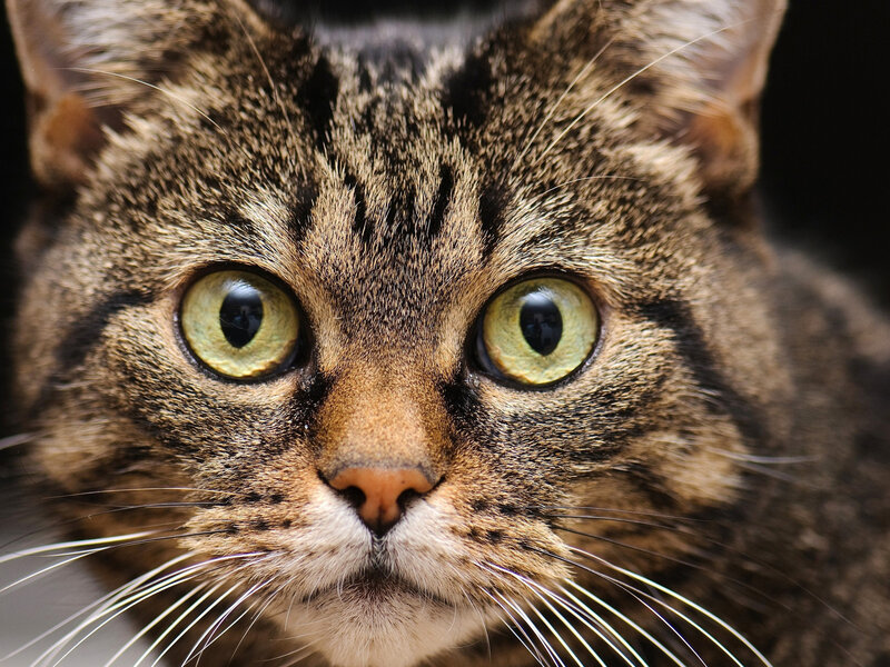 Tabby Cat Face — Brown, Intense, Photograph, Eyes, Whiskers, Nose