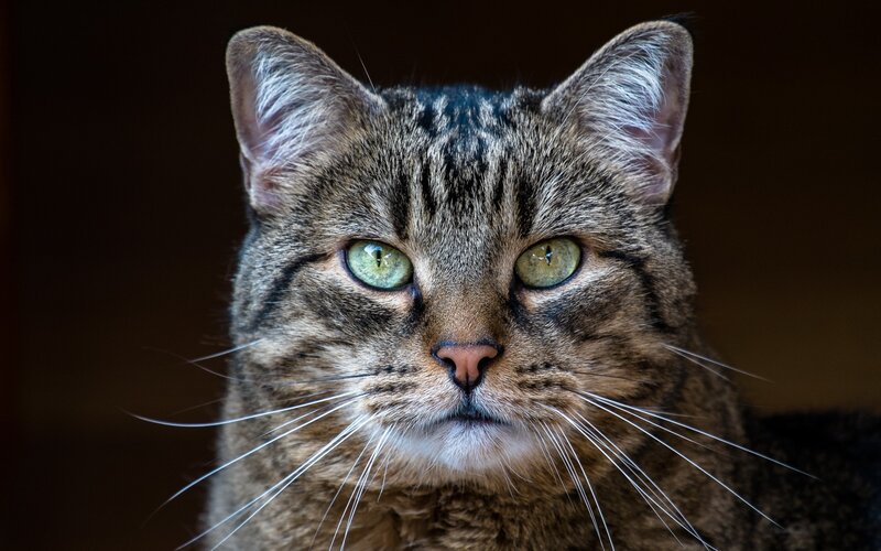 Tabby Cat Face — Brown, Intense, Photograph, Whiskers, Green Eyes