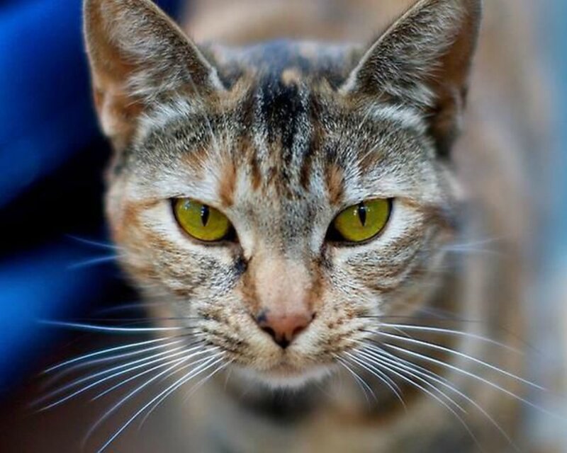 Tabby Cat Face — Brown, Intense, Photograph, Whiskers